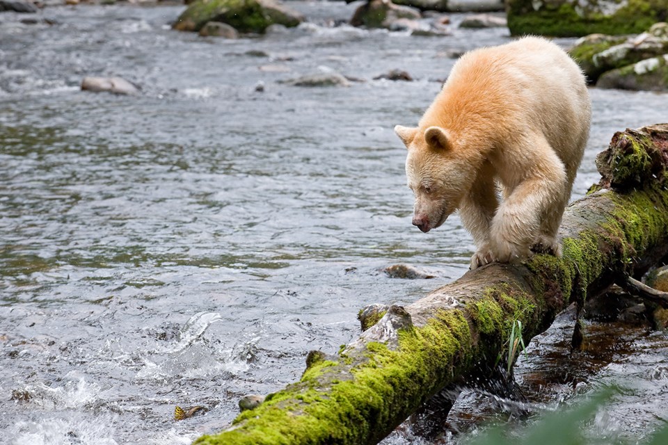 kermode bear