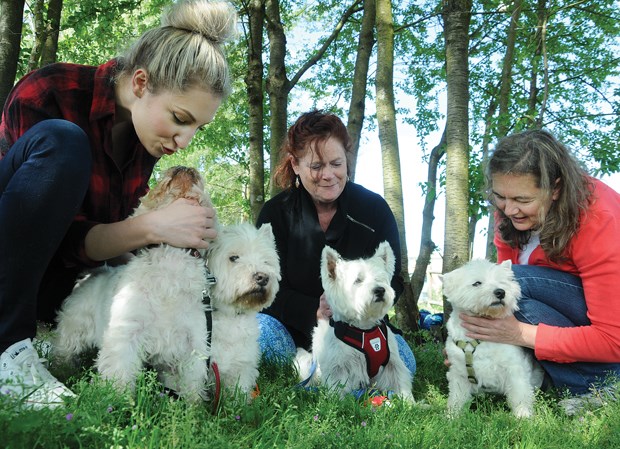 westie walk