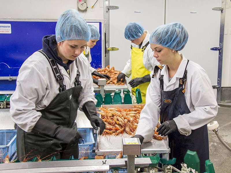Prawn season opens