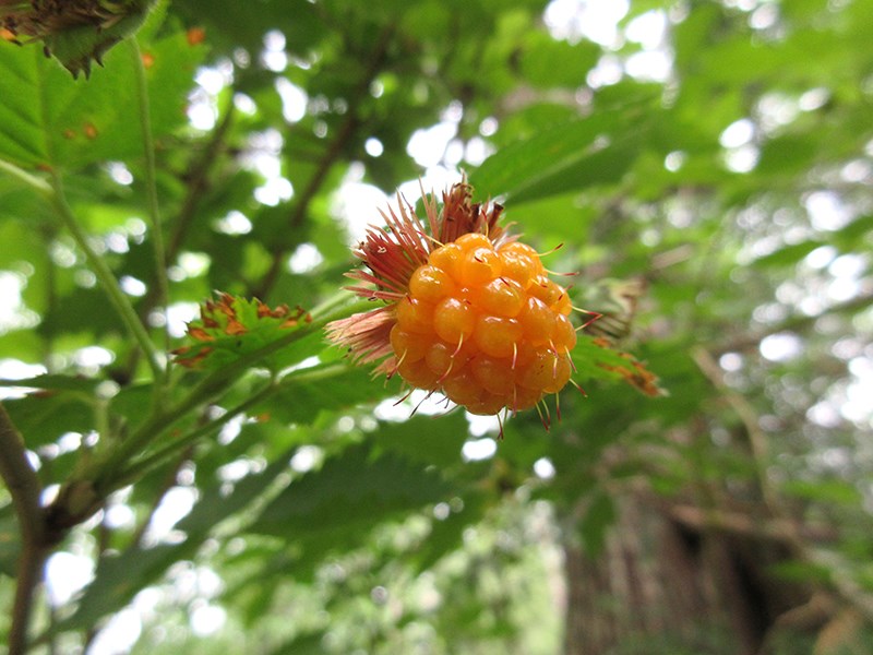 Early ripening