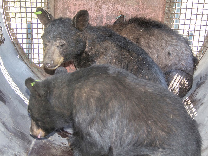 Black bear release