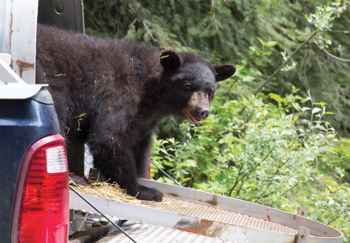 bear cub