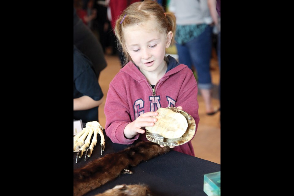 Alexis Brignall, 5, examines a turtle shell at The Exploration Place on Sunday as Vancouver Aquarium's AquaVan was in Prince George. The mobile education program travels to schools and community events in Western Canada where educators provide an upclose look into the world of aquatic life. Citizen Photo by James Doyle May 22, 2016