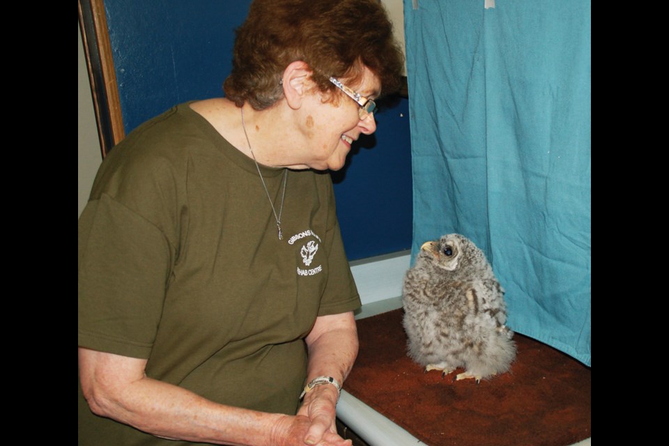 Irene Davy of Gibsons Wildlife Rehabilitation Centre with a young barred owl called Creeker that is currently in her care.