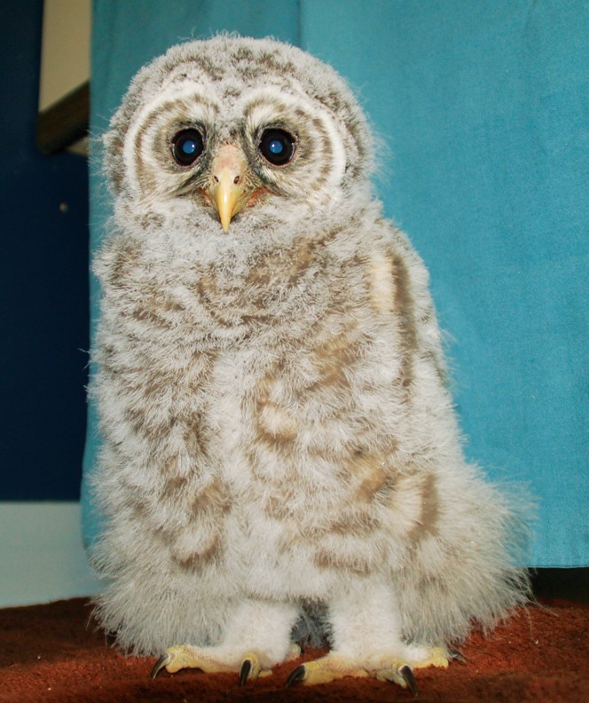 owl