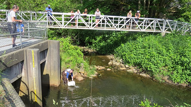 Salmon relocation