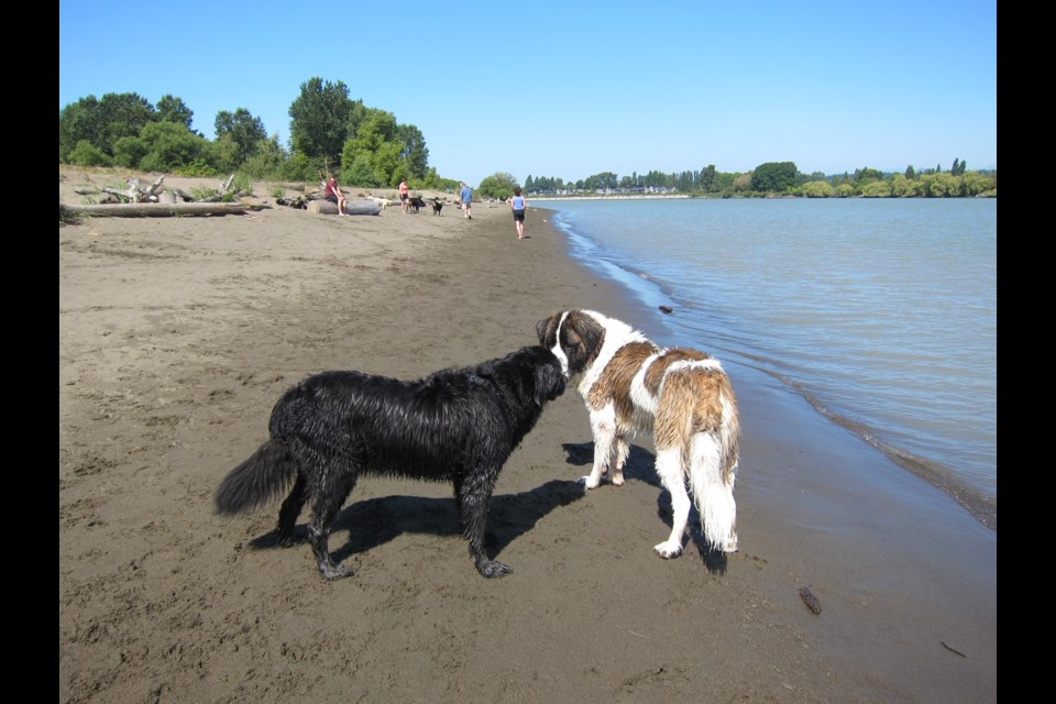 McDonald Beach is a great place for pooch -Best of Richmond 2016