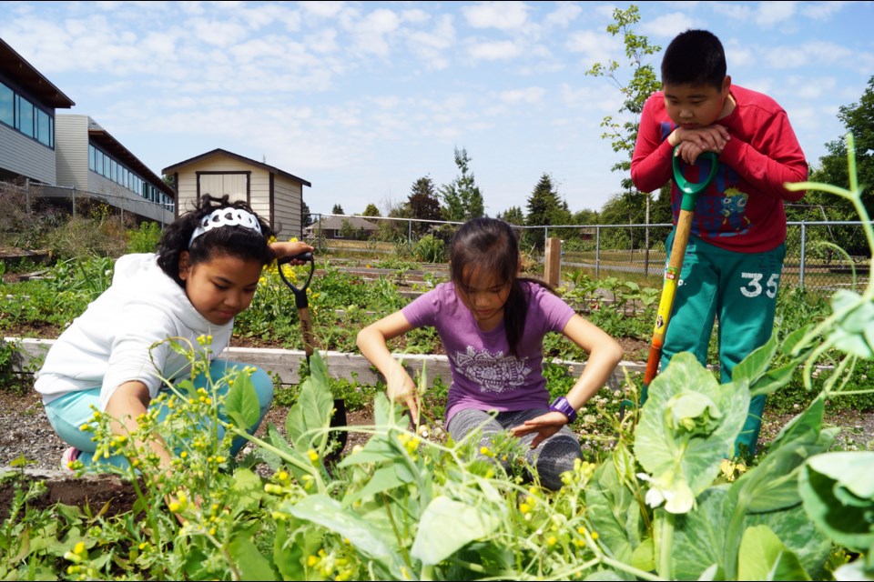 (from left to right) Students Emilie Sibayan (Grade 6), Charlotte Lai (Grade 5) and Max Long (Grade 5) take care of some leafy green vegetables.