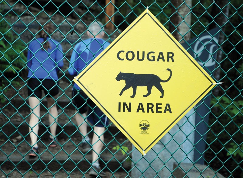 cougar