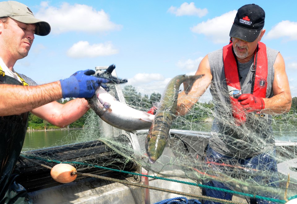 Sockeye returns