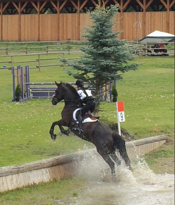 horse