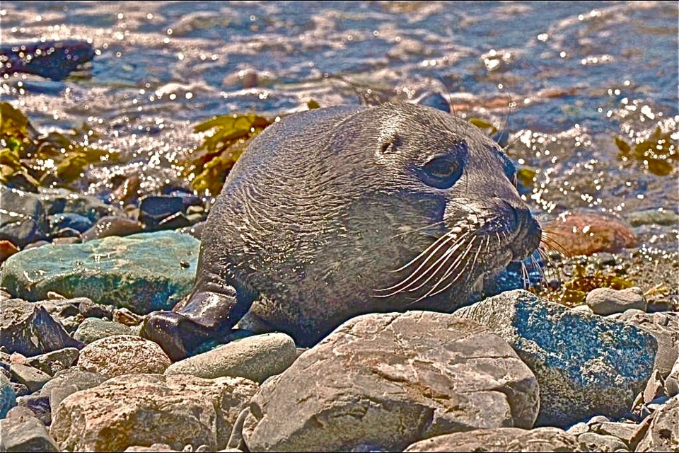 Seal pup on beach