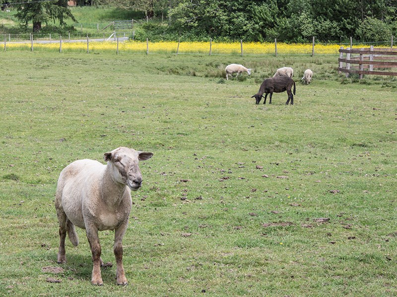 farm incubator