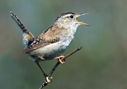 Bird life abounds in June on the Shore