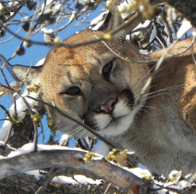 cougar