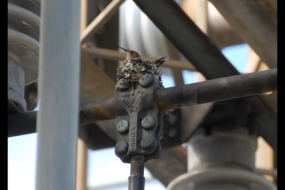 These tiny hummingbird babies were found in a nest at the B.C. Hydro’s substation on Lougheed Highway.