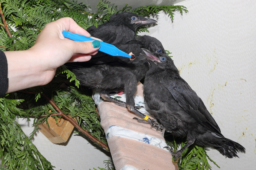 Wildlife association reuniting baby crows with parents - Burnaby Now