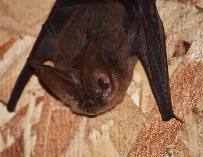 bats
