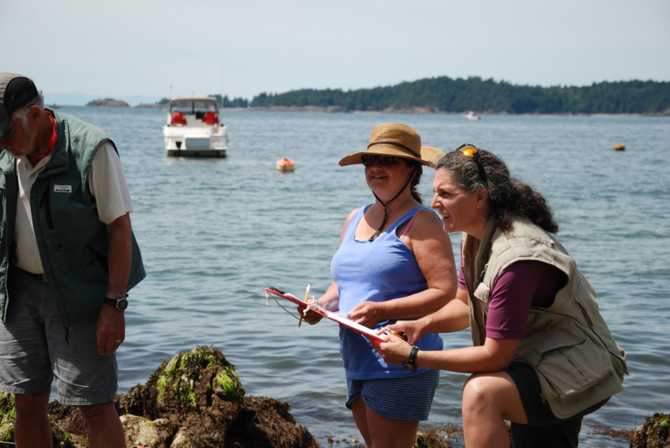 Sea Stars that resisted wasting disease were found on Tunstall Bay Beach on Bowen Island.