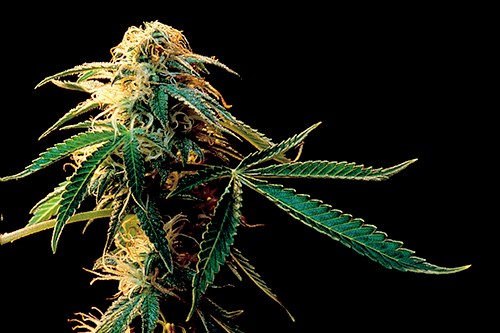 marijuana