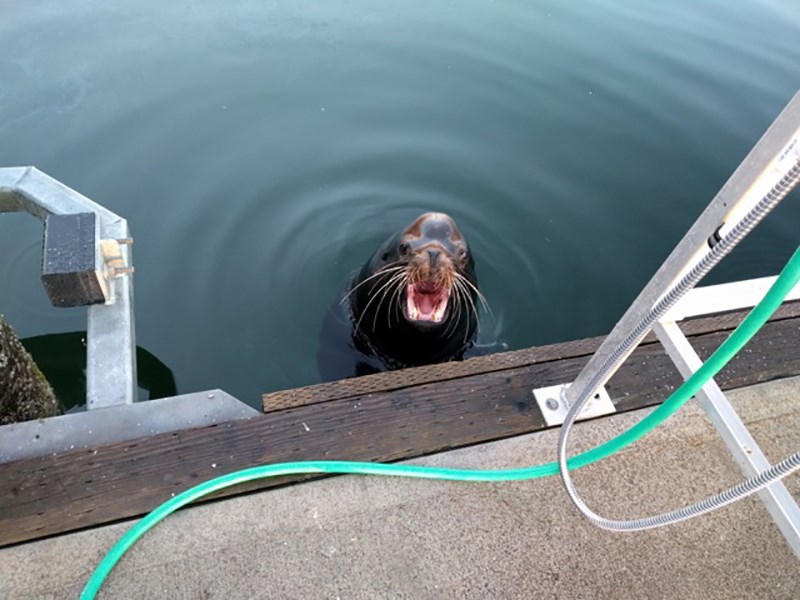 sea lion