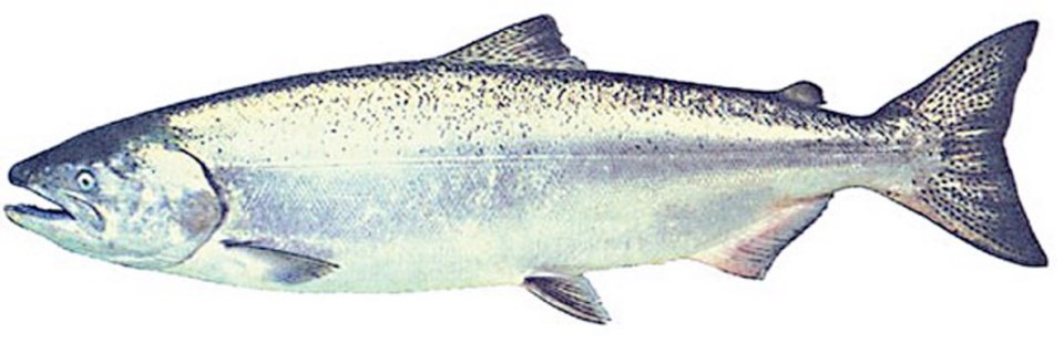 a1-0621-salmon-clr.jpg
