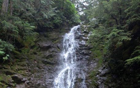 Ancient-Forest-plants-herit.jpg