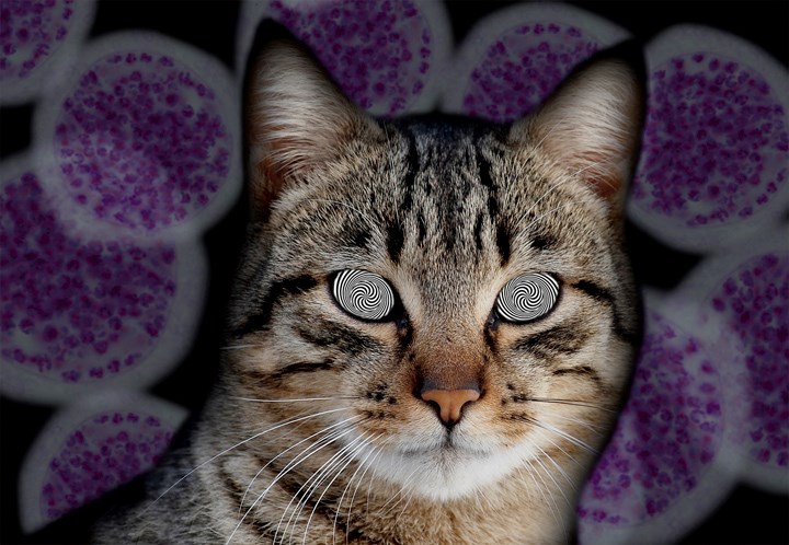 HypnoCat