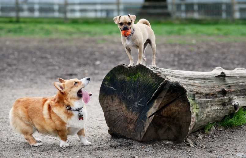 dogs