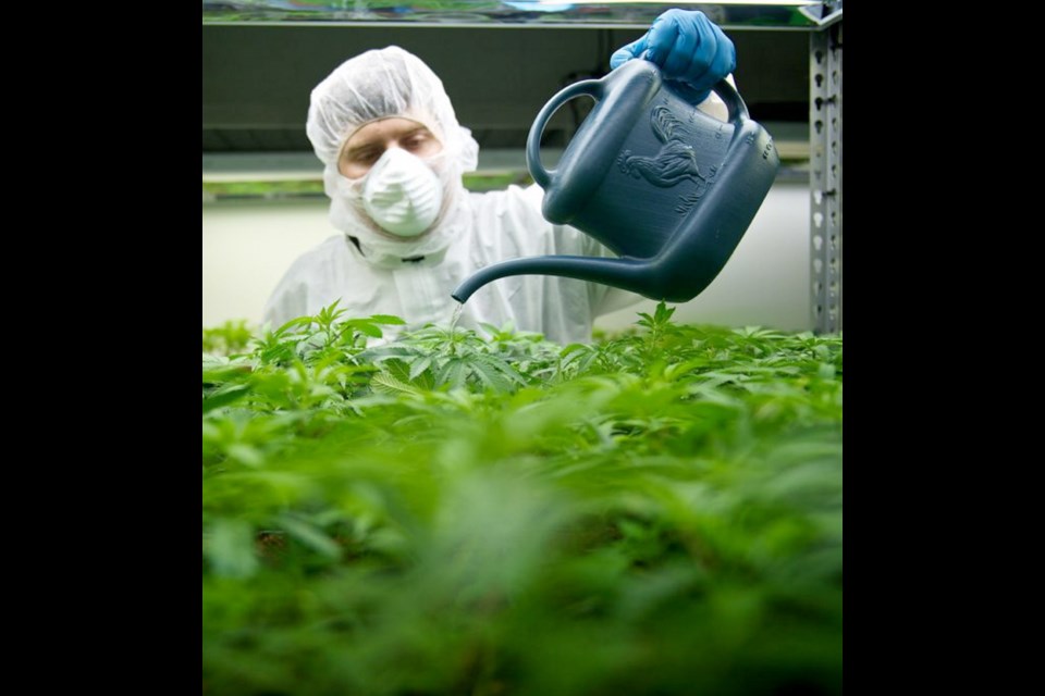 A worker waters a batch of marijuana at the Tilray production facility in Nanaimo. Medical marijuana can be traced back to its producer, but consumers have no such guarantees when it comes to the products available at dispensaries.