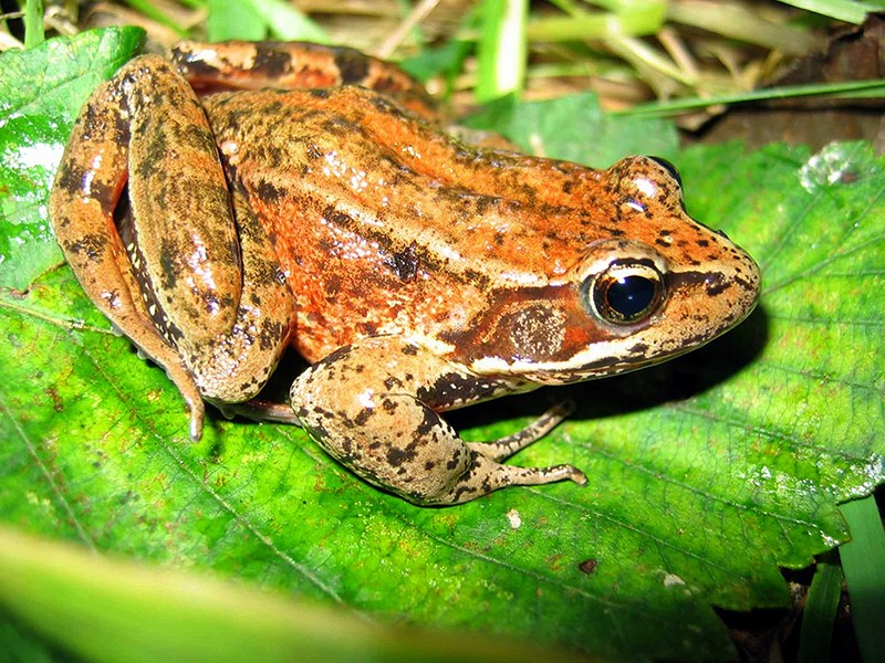 Northern red legged frog