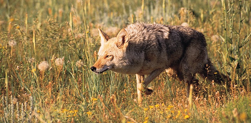 coyote
