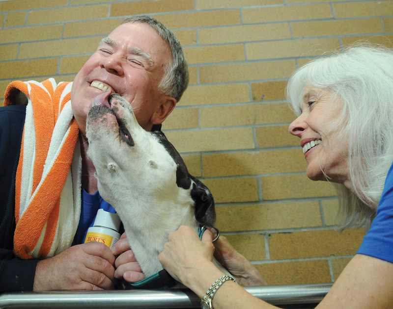 spca dog wash