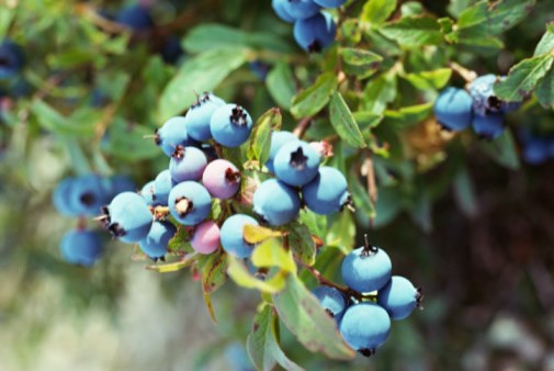 Blueberry season