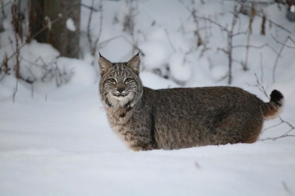 A rare sighting of a bobcat photographed just outside of Prince George this winter, making it one of the most northern bobcats ever detected.