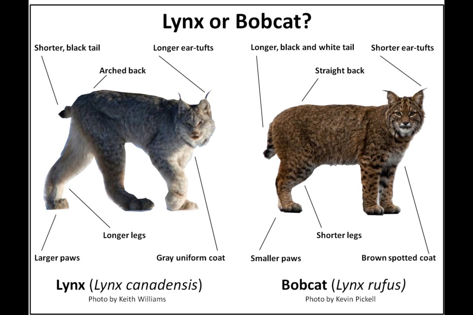 CapCut_bobcat and lynx