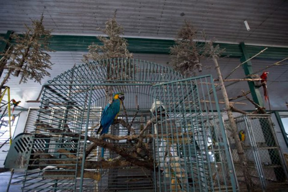 World Parrot Refuge in Coombs.