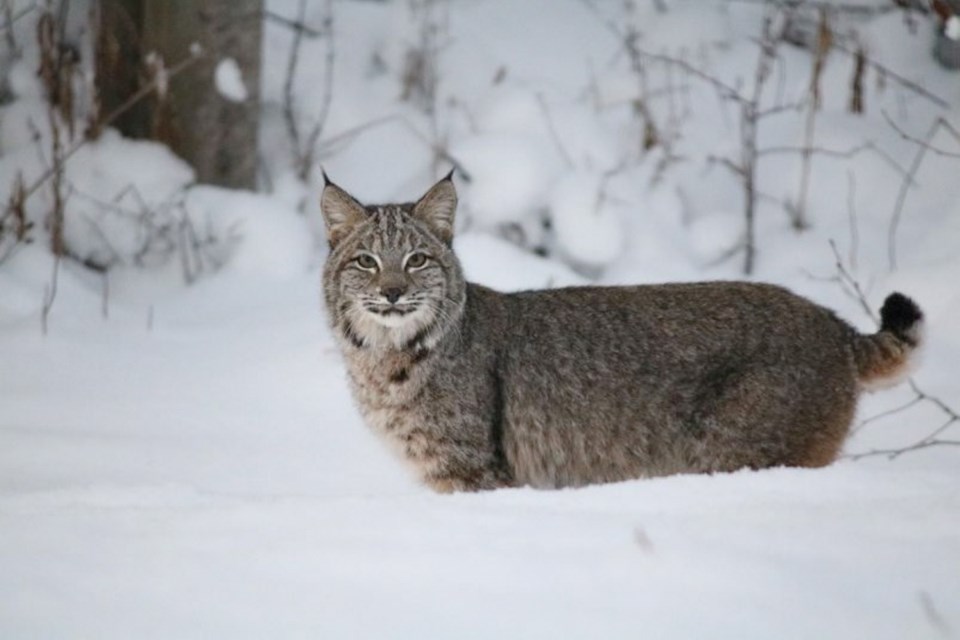 This bobcat was photographed near Prince George last winter, making it one of the most northern bobcats ever detected.