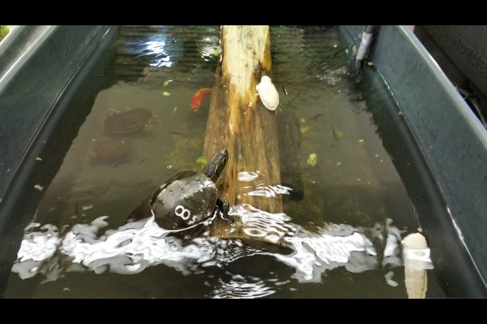 Turtle No. 8 is now recovering with the Coastal Painted Turtle Project after she underwent emergency surgery to remove a fish hook from her esophagus.