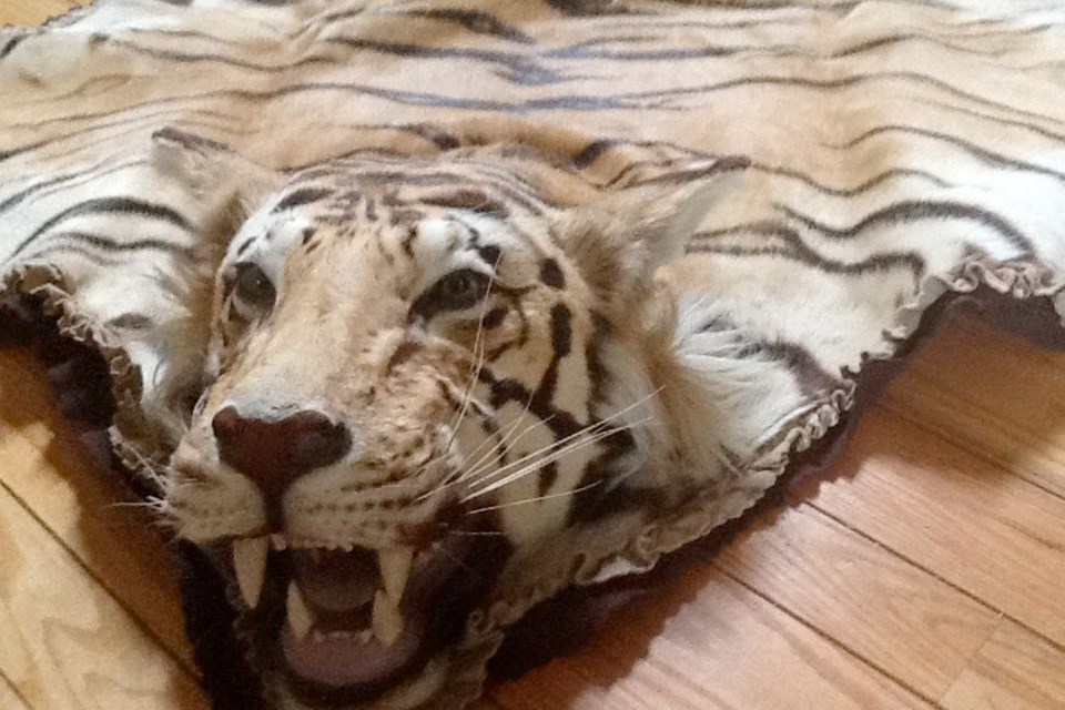 One of two Bengal tiger skins Dr. John McIntyre brought home to B.C. from India in the 1960s. The other one hung on the wall of the Empress Hotel&Otilde;s Bengal Lounge for nearly 50 years.