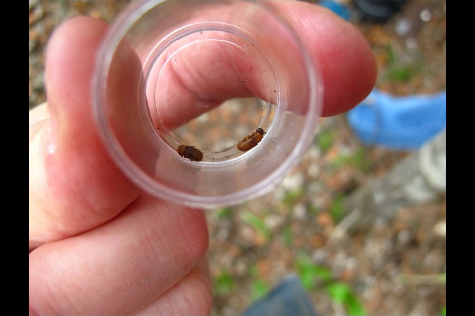 A pair of spruce beetles. On a recent trip to Mackenzie, John Stokmans and other forestry technicians from Saulteau First Nation got a first hand look at the Omineca region's spruce beetle infestation, which threatens to spread north.