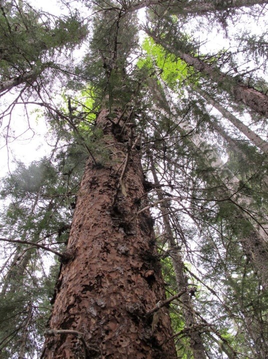 spruce beetle