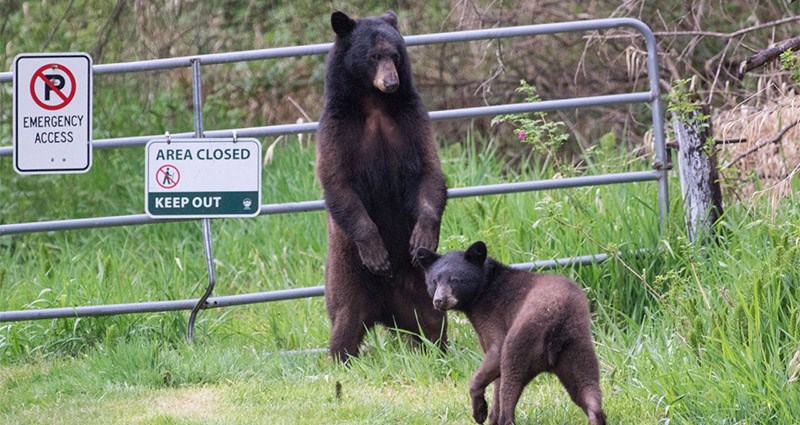 Bears Conservation Officer Service