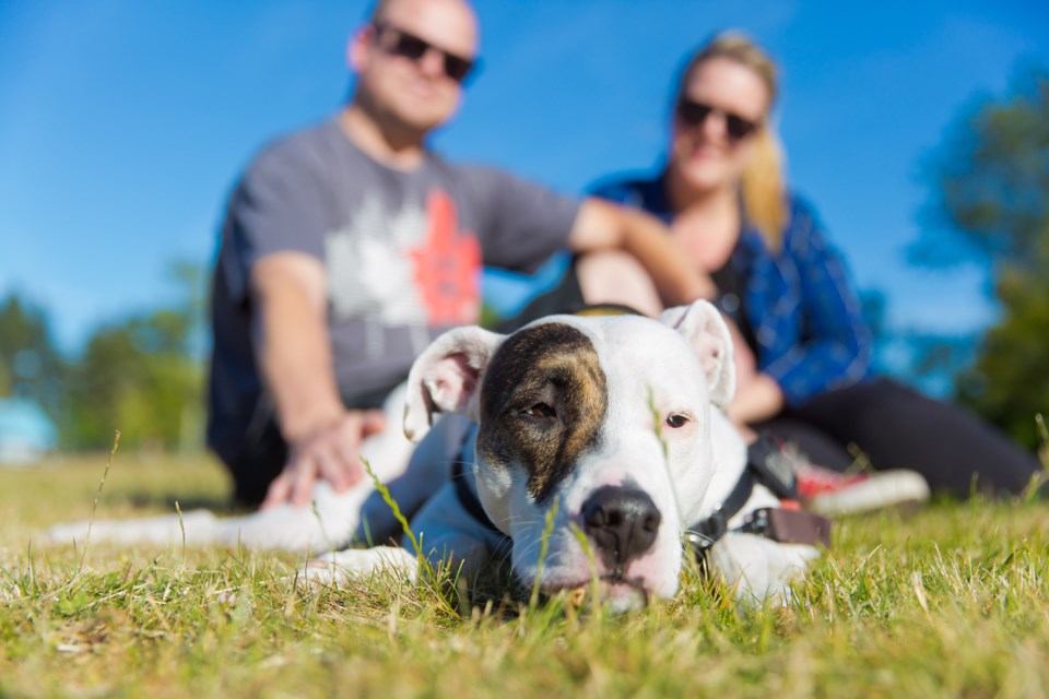 Shawn and Leanne Bird moved out of Richmond with their dog, Peanut, because muzzles were affecting her quality of life. The Birds are calling for bylaw changes. Photo by Gord Goble/Special to the News