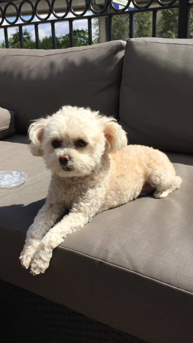 dog