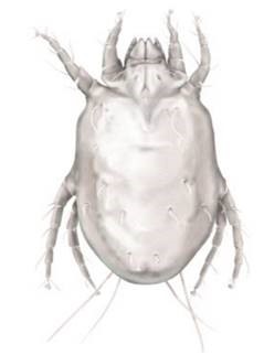 Blog House Dust Mites Delta Optimist Blog House Dust Mites Delta Optimist