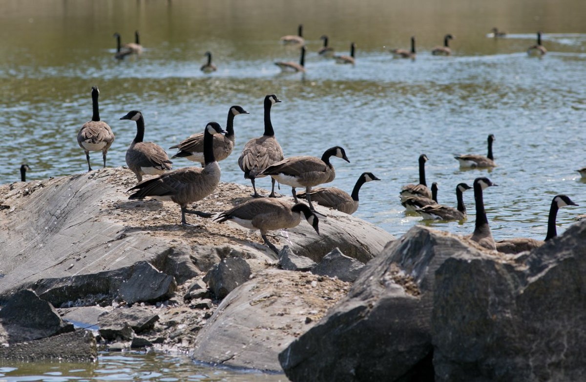 Canada goose deals vancouver protest