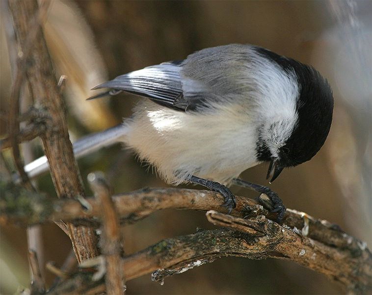 UNBC.Chickadee.12.jpg