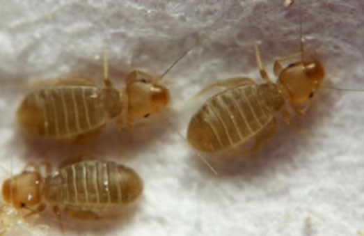 Blog: Booklouse aka Booklice - Delta Optimist