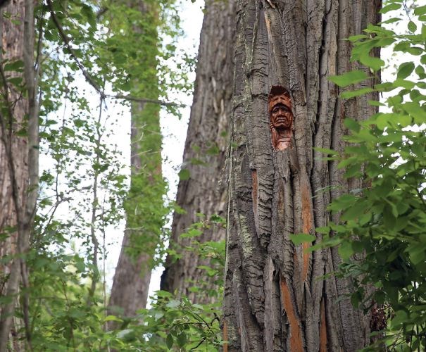 Tree-specialist---on-carvin.jpg